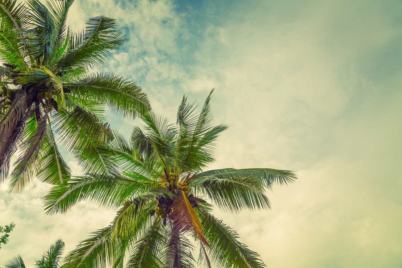 1280 Coconut palm trees shutterstock 304506686