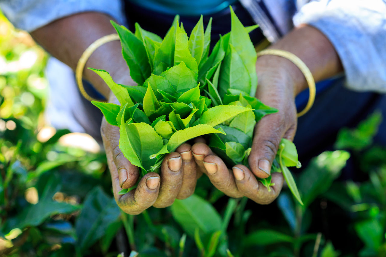 1280 Die Welt des Tees Hands with some tea in a tea fields in Sri Lanka shutterstock 669123106
