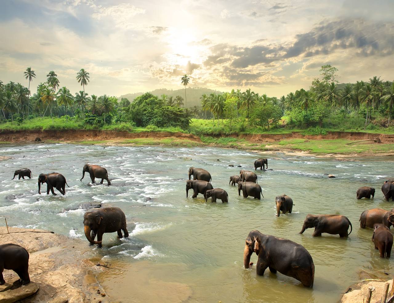 1280 Elephants in water shutterstock 406393114