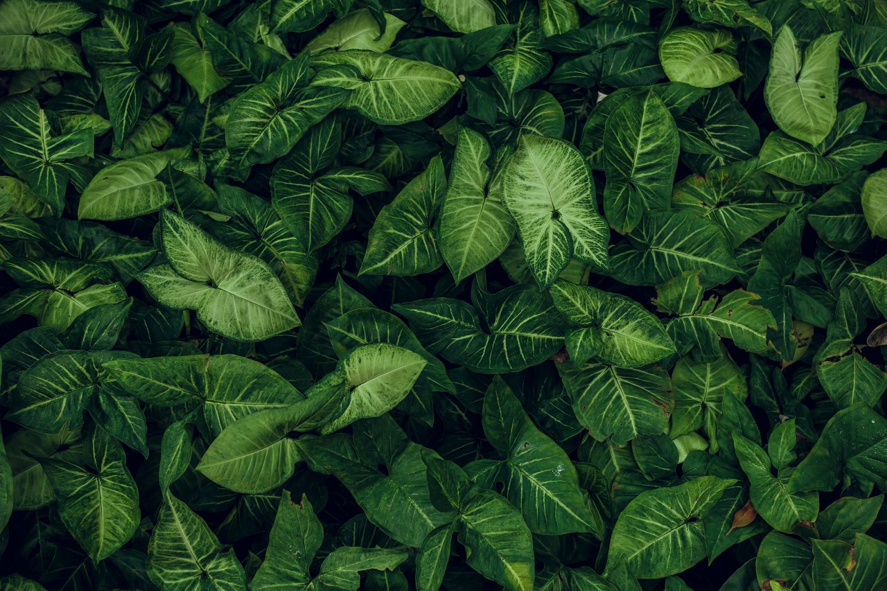 1280 Green leaf texture shutterstock 401905516