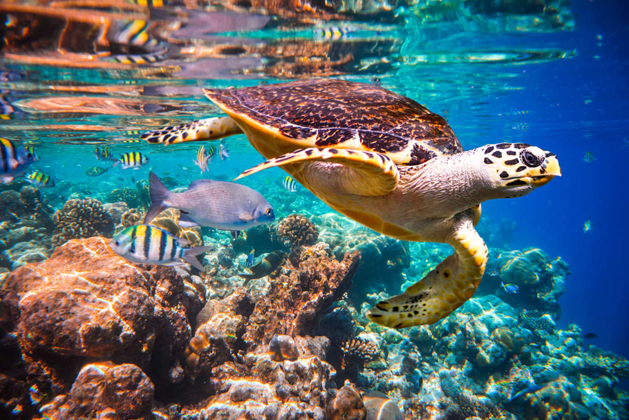 1280 Hawksbill Turtle Maldives shutterstock 248941720