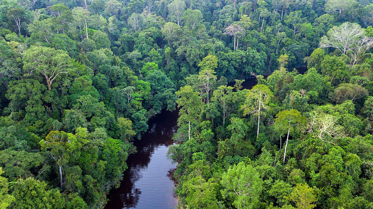 1280 Taman Negara tropical rainforest shutterstock 1092823418