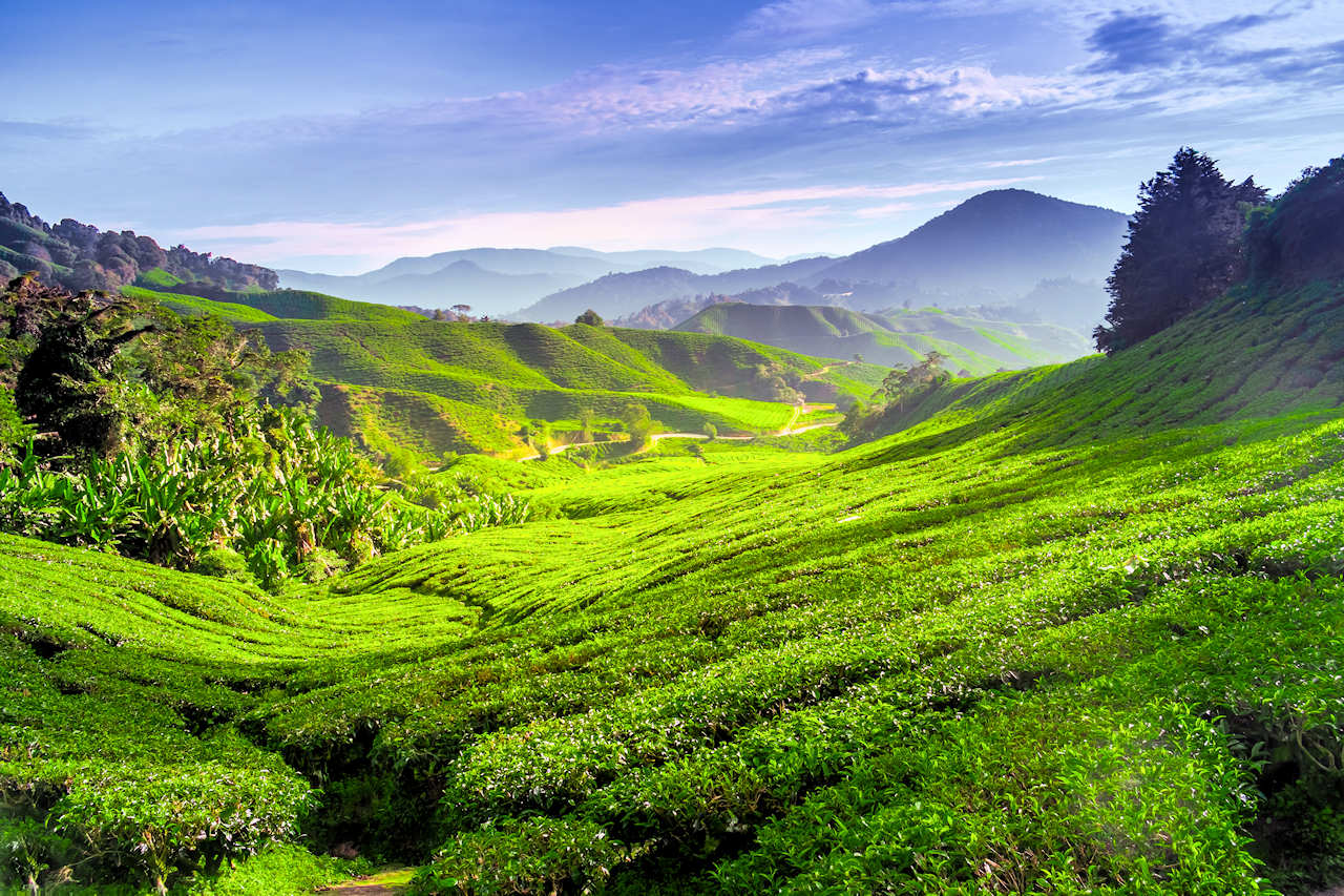 1280 Tea plantation in Cameron highlands shutterstock 195343844
