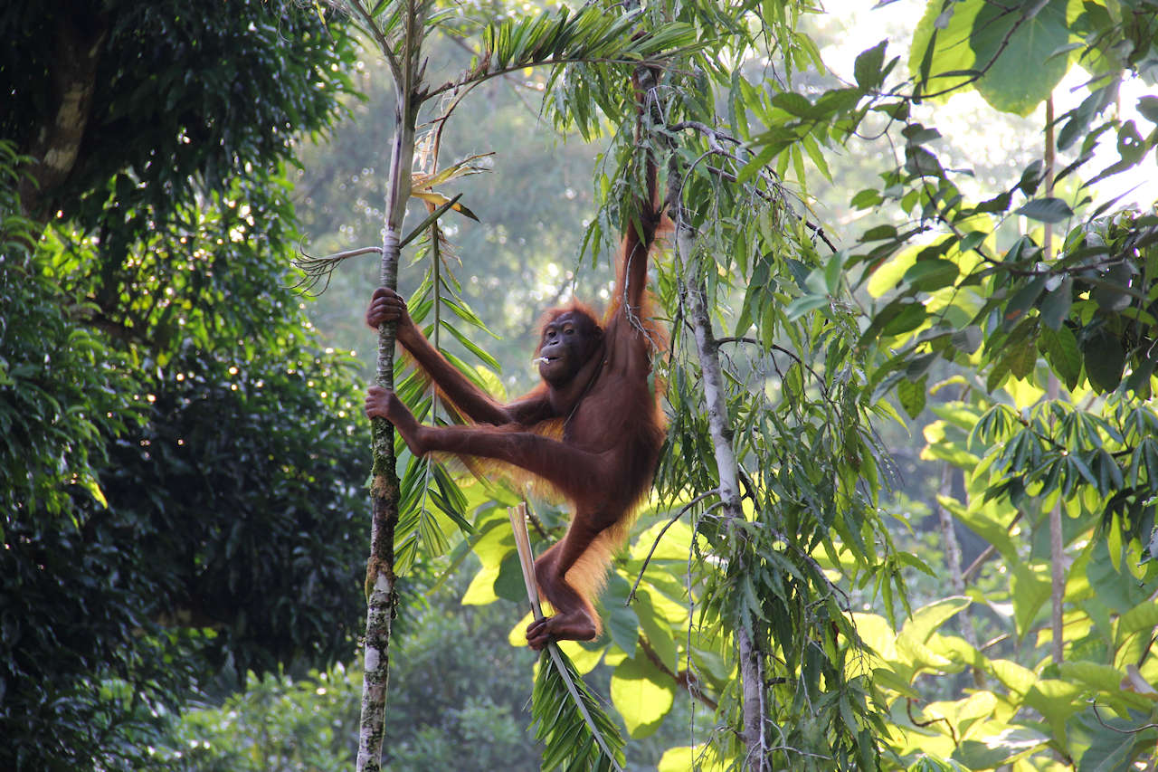 1280 borneo rainforest orangutan hanging on tree shutterstock 310524923