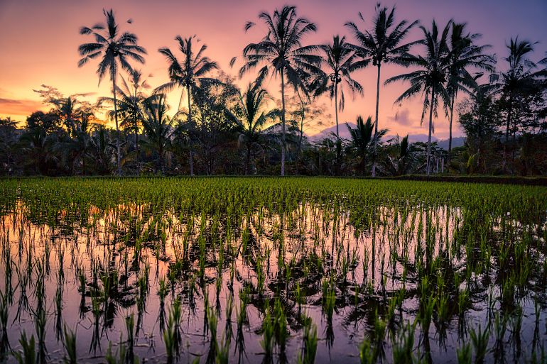 7 02 770 Bali Reisfeld Kokospalmen reflektieren Wasser Bali shutterstock 1194142766