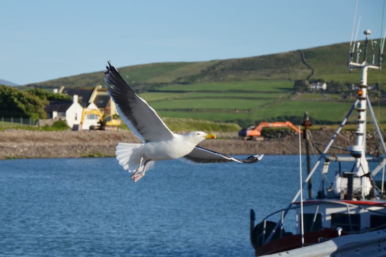 770 IRE DSC 1287
