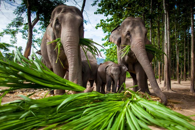 770 Sensationell Nord Group of elephants playing eating shutterstock 108225581