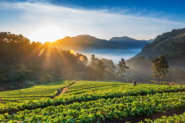 770 Sensationell Nord Strawberry garden shutterstock 546544180