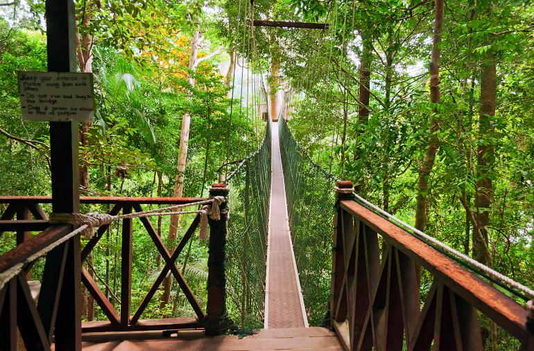 770 Taman Negara Canopy walkway. Taman Negara National Park.