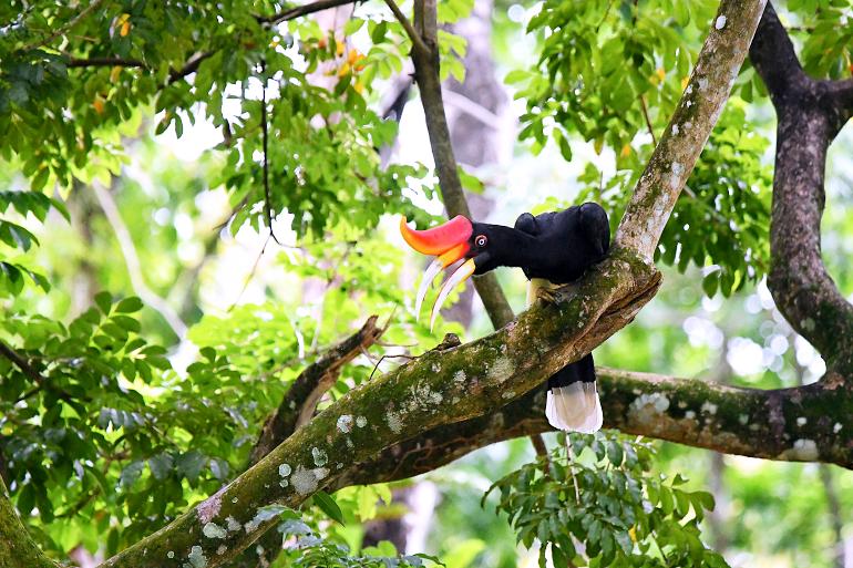770 Taman Negara Rhinoceros Hornbill at Taman Negara national park