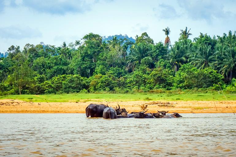 770 Taman Negara Wild buffalos in a River Taman Negara national park
