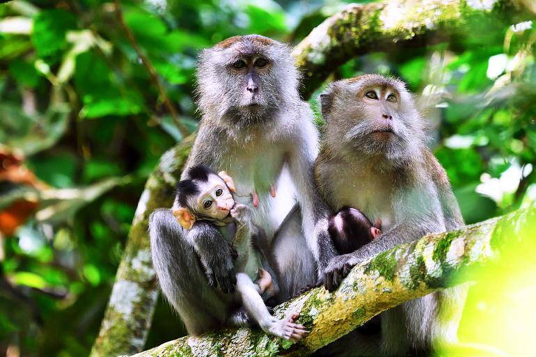 770 Taman Negara wild monkeys sitting on big branch in Asian tropical rainforest at Taman Negara national park