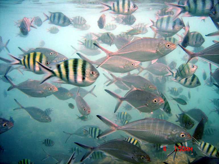 770 koh taluDSC06552
