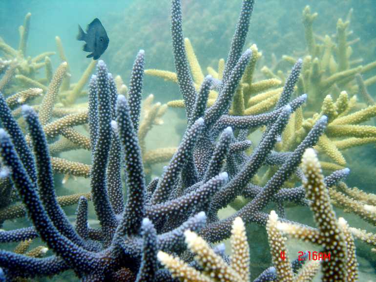 770 koh taluDSC06561