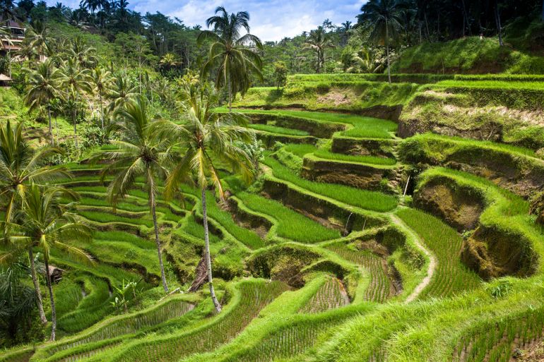 8 01 770 Bali Reisfeld auf Bali shutterstock 136180890