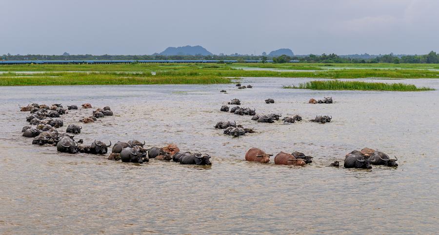 900 61191 buffalo herd walking and swimming in the wetland AdobeStock 309086975