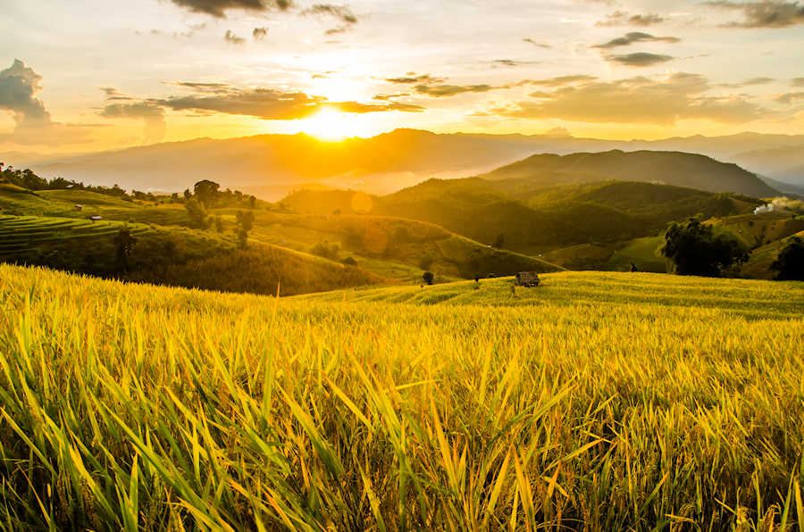 900 Landscape of green rice fields shutterstock 747079807