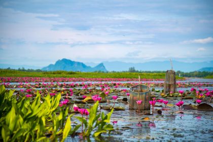 1280 Colorful view of pink lotus in Thale Noi Phatthalung AdobeStock 168492899