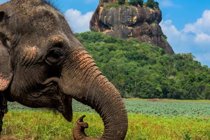 1280 Elefant Sigiriya shutterstock 563039209