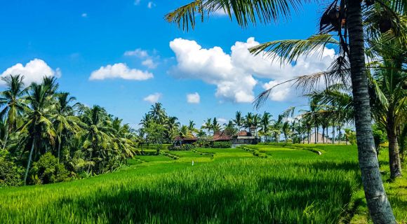 1200 Tegalalang Rice Terrace Ubud shutterstock 1081011707