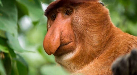 1400 Proboscis Monkey with long nose shutterstock 447447044