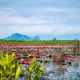 1280 Colorful view of pink lotus in Thale Noi Phatthalung AdobeStock 168492899