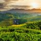 1280 Tea plantation and St Claire waterfall at sunrise AdobeStock 308050553