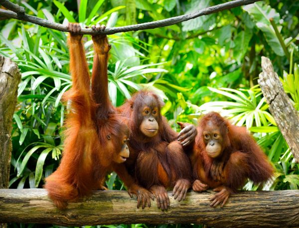 1280 Orang Utans