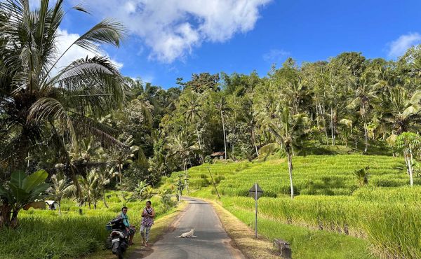 1280 Bali kleine Strasse Reisterrassen